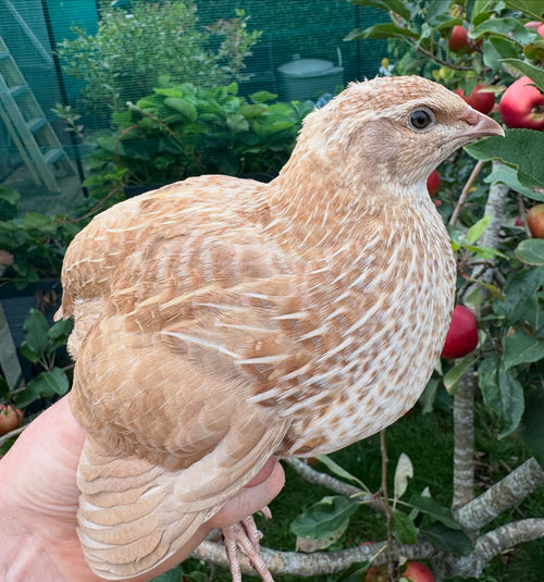 Ginger Coturnix Quail Hatching Eggs x12