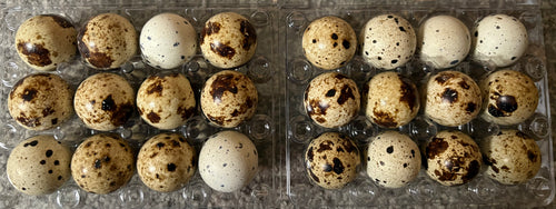 Falb Fee Coturnix Quail Hatching Eggs x24